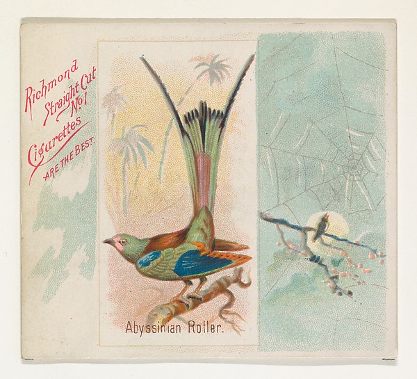 Allen & Ginter, Abyssinian Roller, from the Song Birds of the World series (N42) for Allen & Ginter Cigarettes