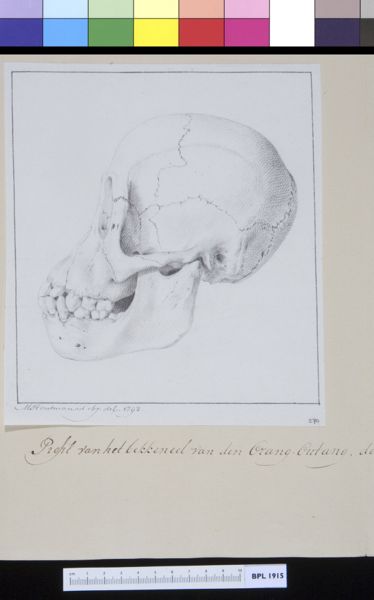 M Houtman, Animals: ape, skull