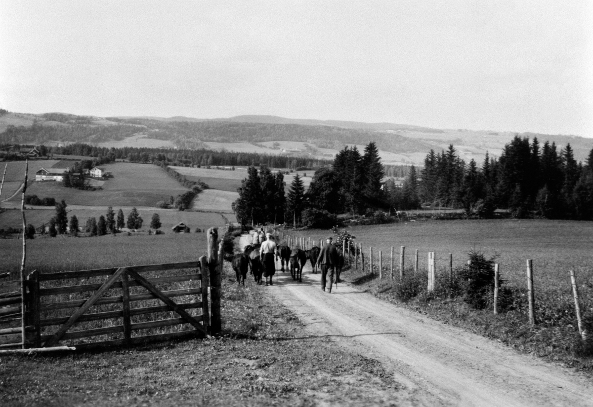 Anno Domkirkeodden, Seterfølge. Kua drives til fjells. Bak er Gunvald og Ole Jevne. Leine østre, Ringsaker.