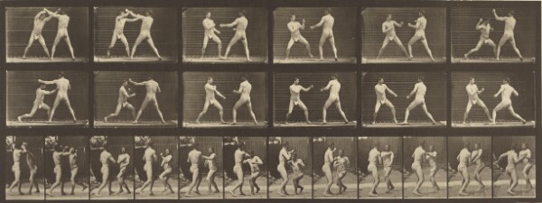 Eadweard J. Muybridge, Animal Locomotion