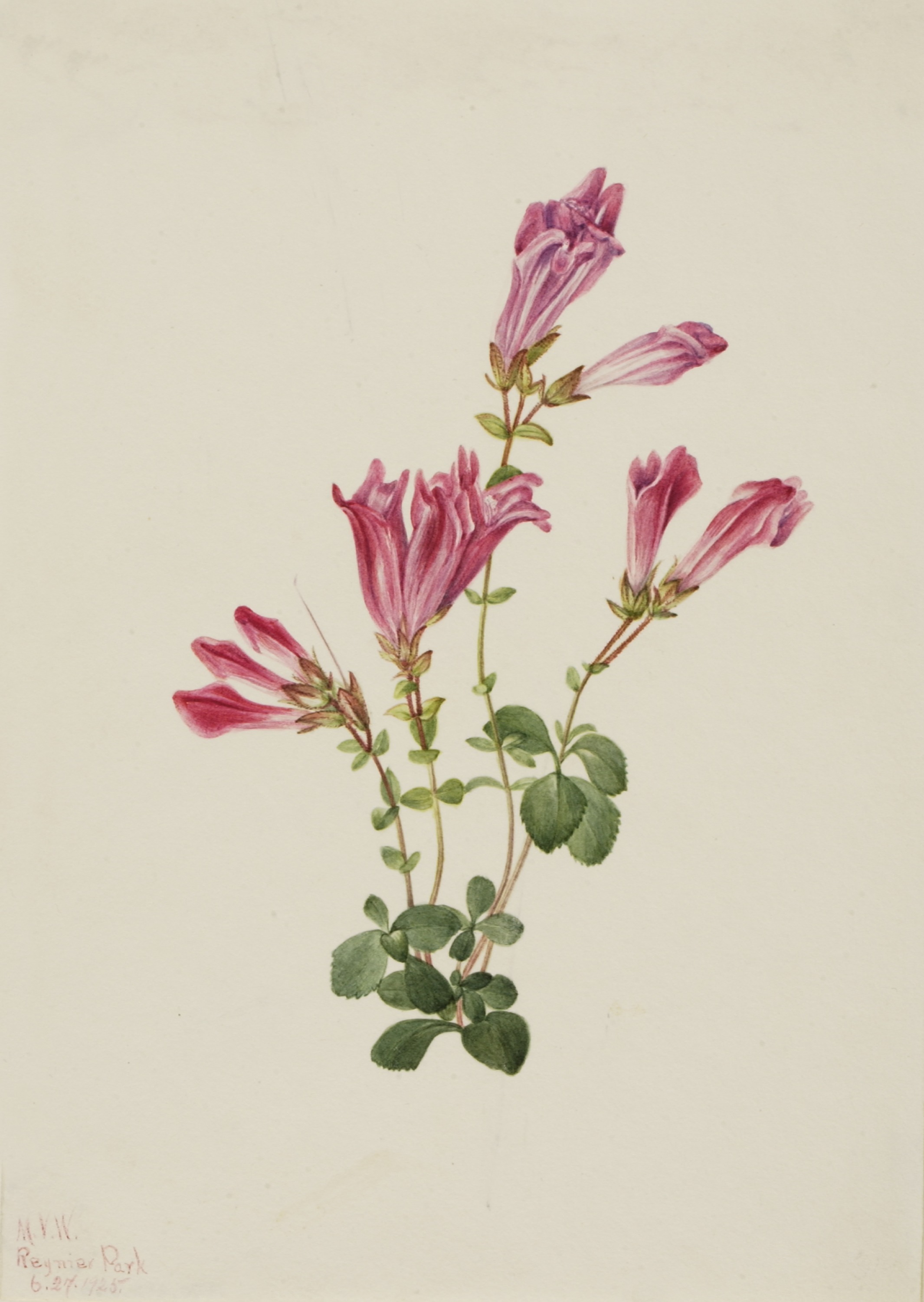 Mary Vaux Walcott, Menzies Pentstemon (Pentstemon menziesii)