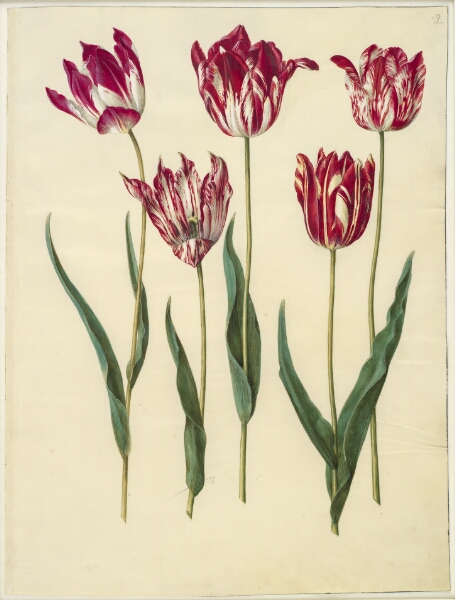 Hans Simon Holtzbecker, Tulipa gesneriana (have-tulipan)