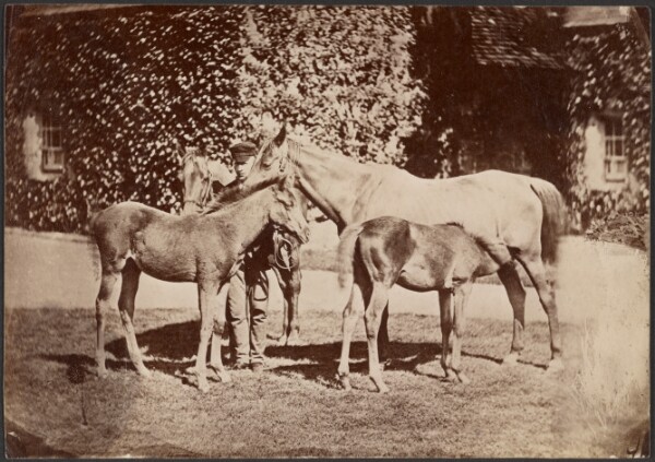 Unknown, [Horses and Foals]