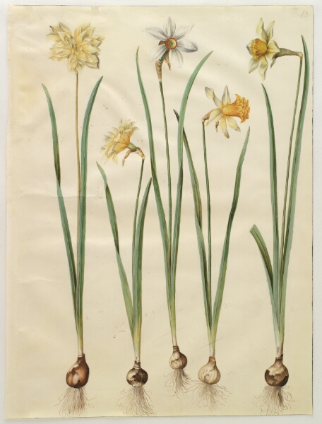 Hans Simon Holtzbecker, Narcissus pseudonarcissus; Narcissus poeticus (pinselilje); Narcissus ×incomparabilis (have-narcis)