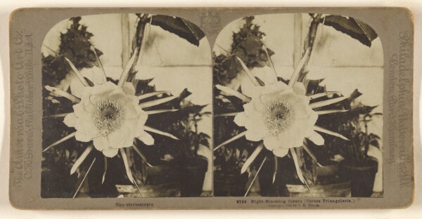 Carleton H. Graves, Night-Blooming Cereus (Cereus Triangularis.)