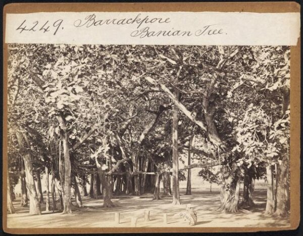 Francis Frith, Barrackpore.  Banian Tree