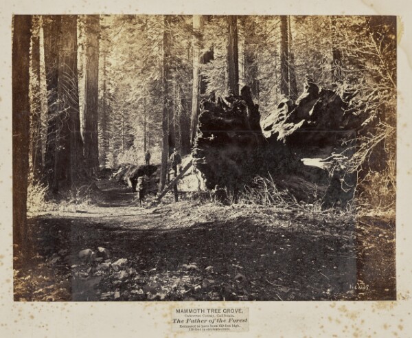 Eadweard J. Muybridge, Mammoth Tree Grove, Calaveras County, California. The Father of the Forest. Estimated to Have Been 450 Feet High, 120 Feet in Circumference