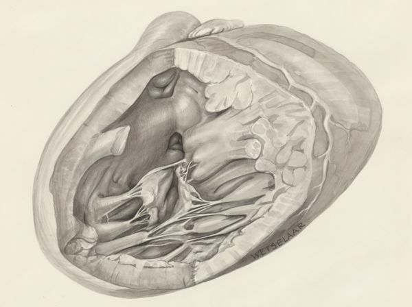 H.G Wetselaar, Cardiovascular system