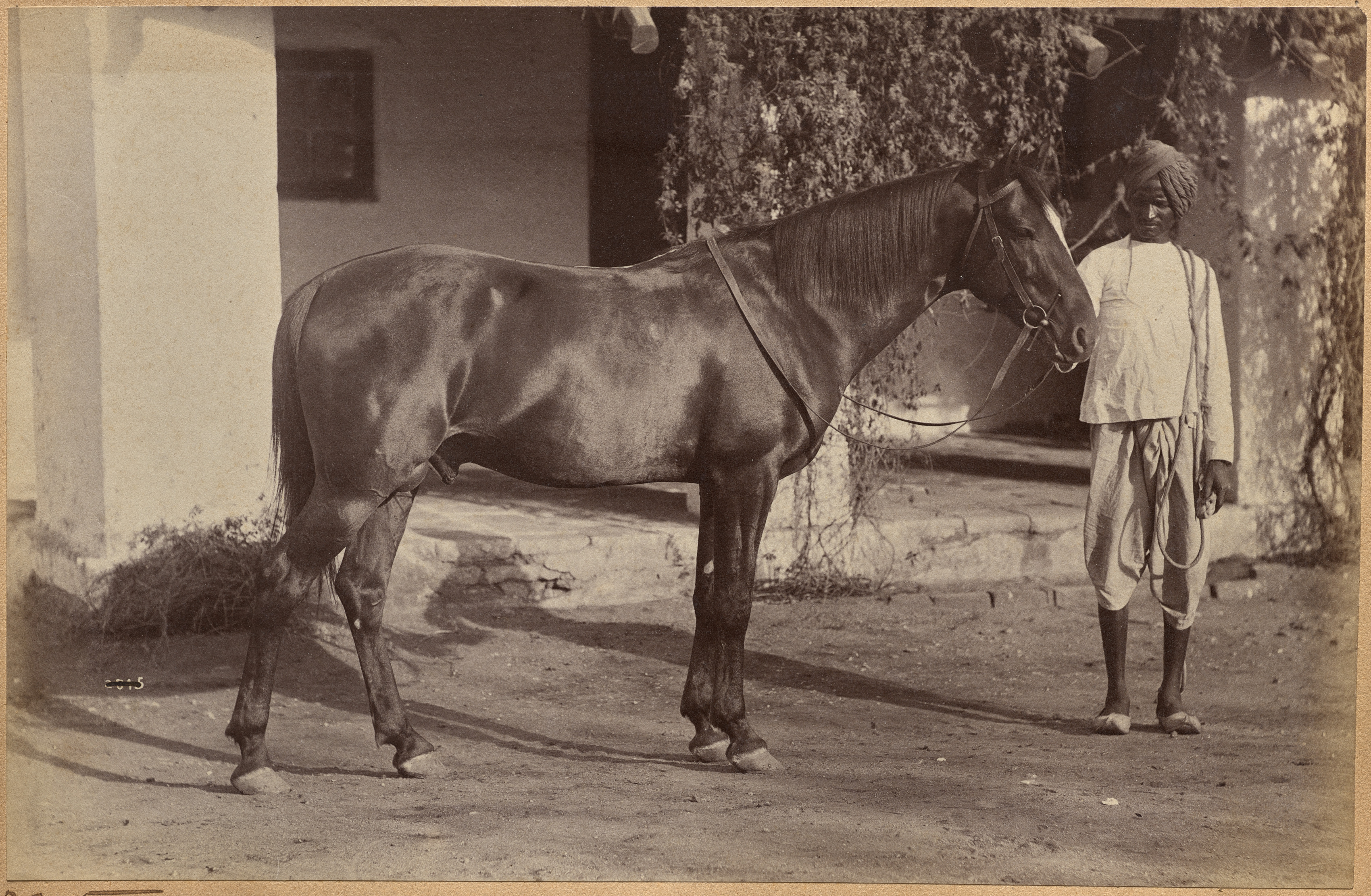 Raja Deen Dayal, Captain Bailward's horses (recto, bottom)
