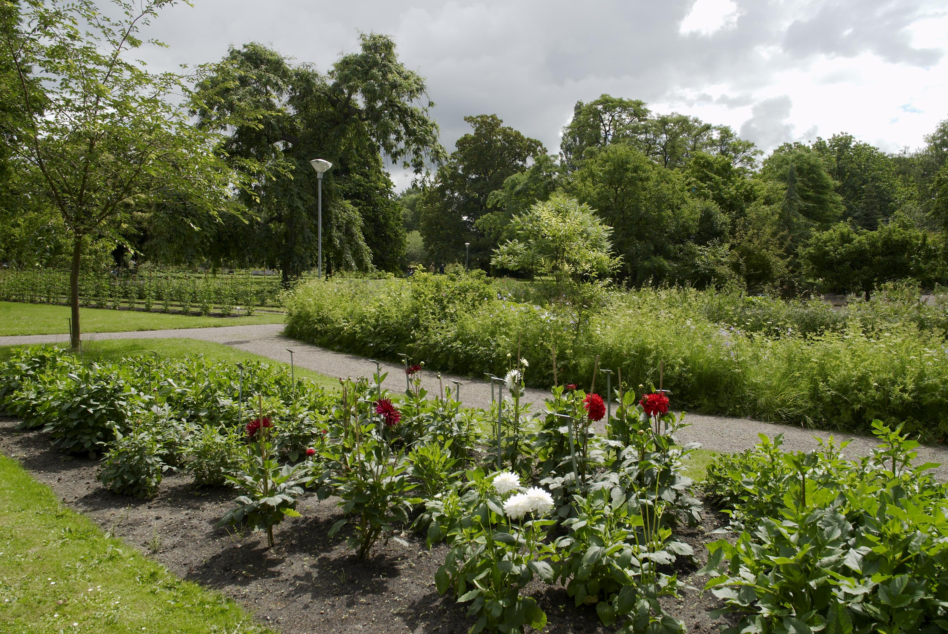Bengt A Lundberg, Botaniska trädgården i Lund