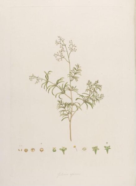 John Miller, Print