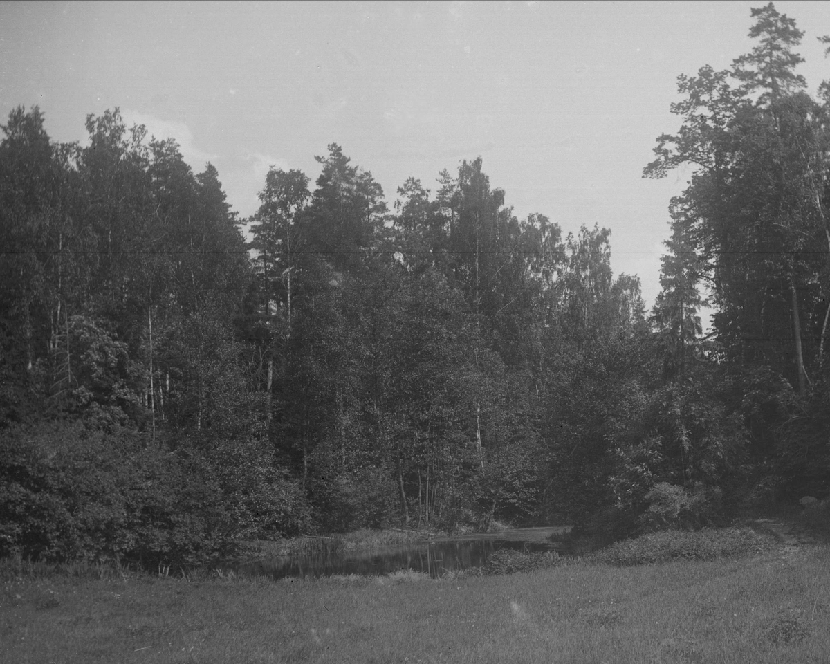 Gustav Borgen, Tjern med omkringliggende skog. Parti fra Østøen.