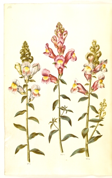 Hans Simon Holtzbecker, Antirrhinum majus (have-løvemund)