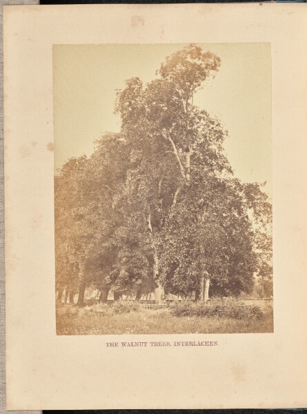 Francis Frith, The Walnut Trees, Interlachen