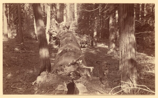 Carleton Watkins, [Miner's Cabin Calaveras Grove 3512]