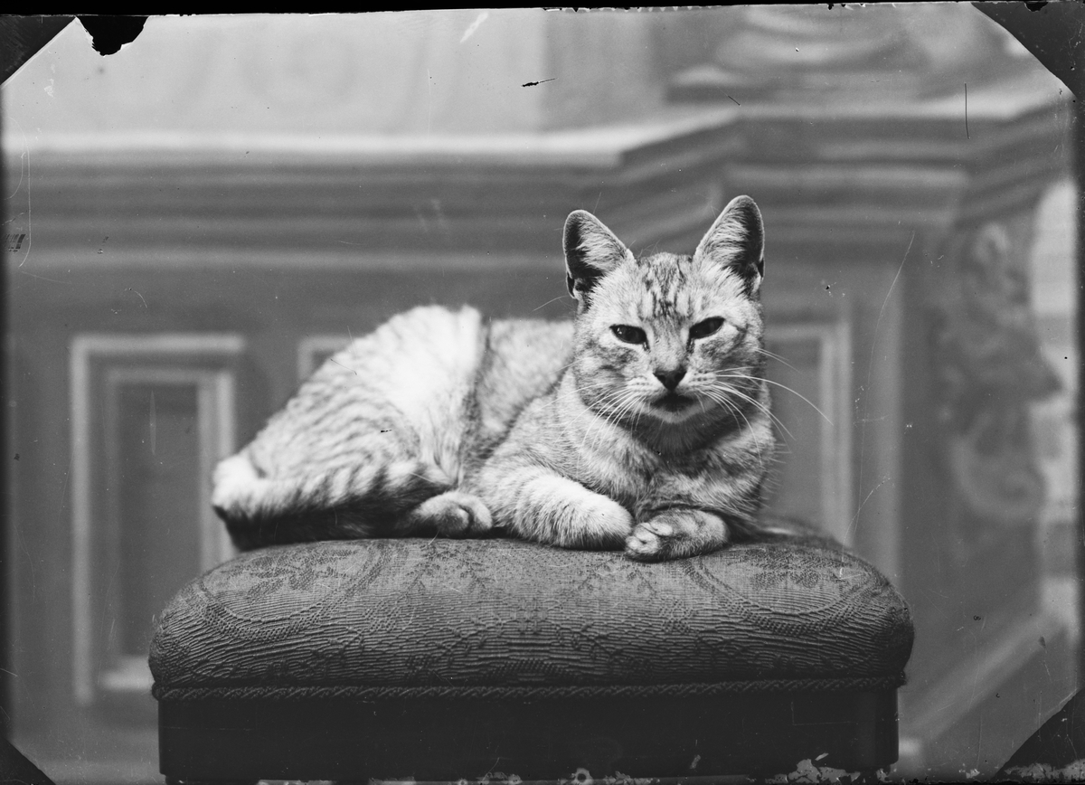 Skötsner-Edhlund, Ateljé Portrait - Cat, Östhammar, Uppland