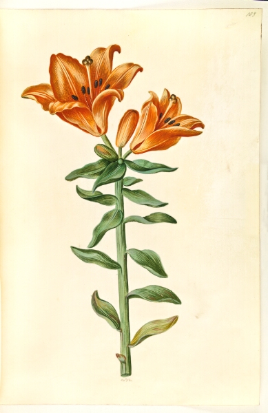 Hans Simon Holtzbecker, Lilium bulbiferum (brand-lilje)