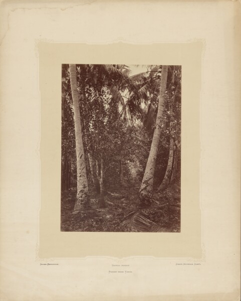 Timothy H. O'Sullivan, Forest near Turbo