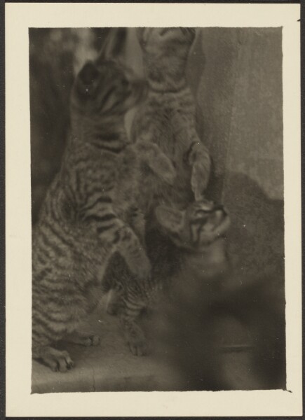 Louis Fleckenstein, [Cats]
