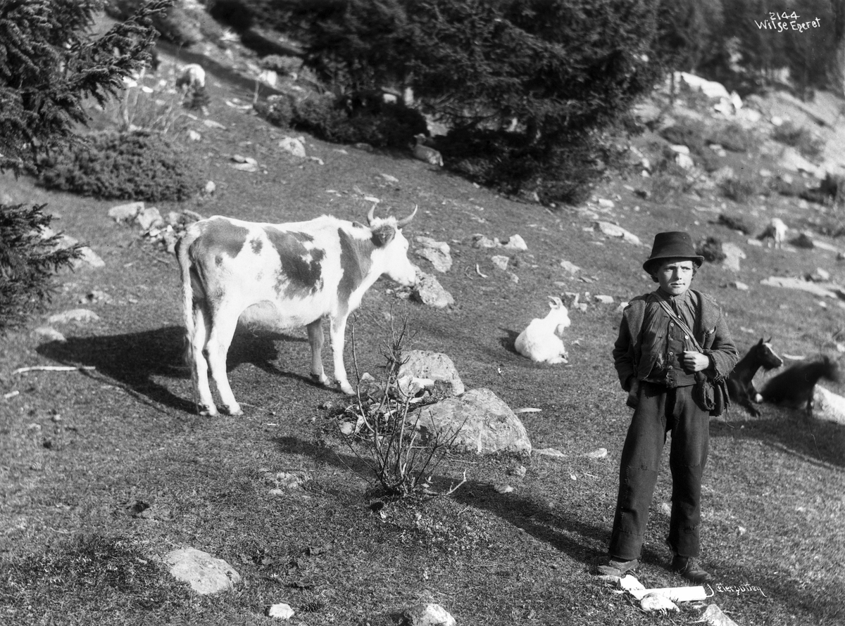 Anders Beer Wilse, Prot: Genere - Gjetergutten med Kreatur 22. Sep. 1903