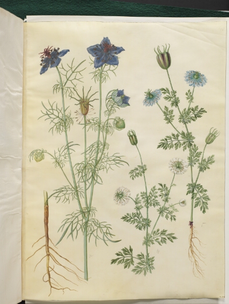 Hans Simon Holtzbecker, Nigella hispanica (djævlen i busken); Nigella sativa (sortkommen)