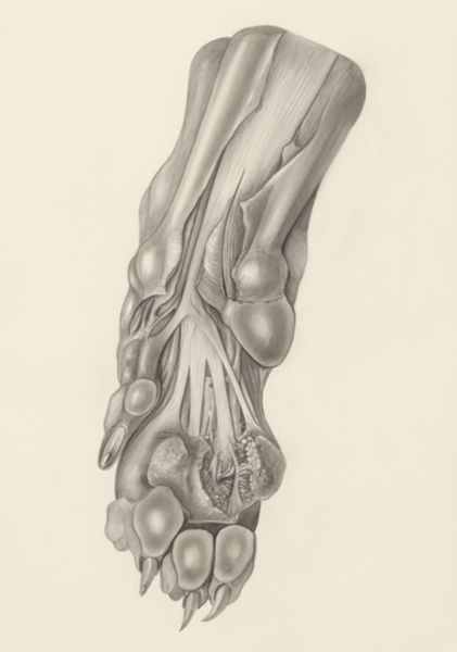 H.G Wetselaar, Muscular tissue, possibly of a cat's paw