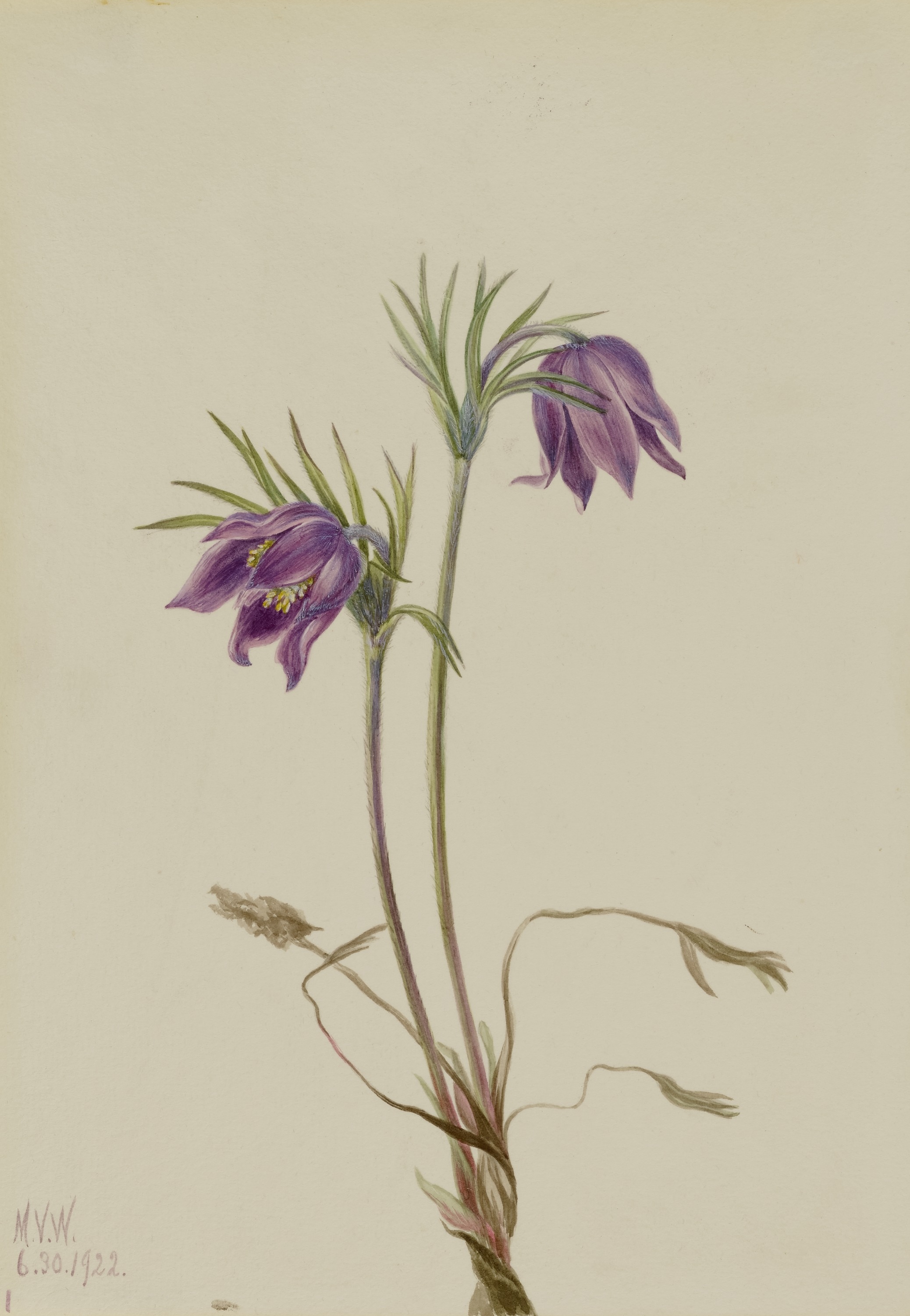 Mary Vaux Walcott, American Pasqueflower (Pulsatilla ludoviciana)
