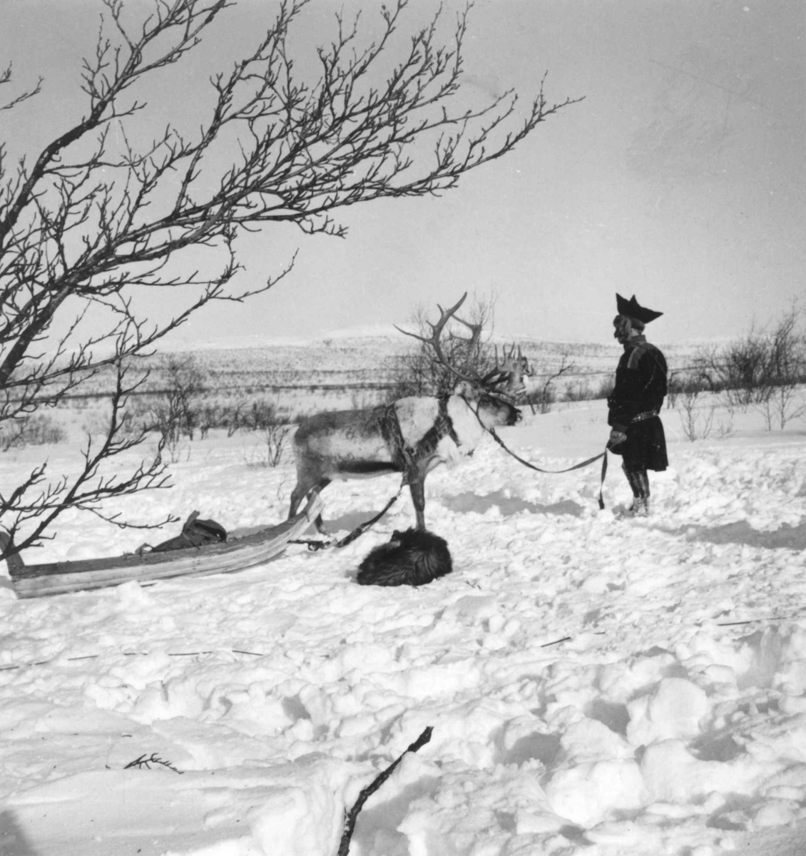 Virginia Raymond Davidson, Per Anders Sara med reinsdyr og pulk. Nær Karasjok 1958.