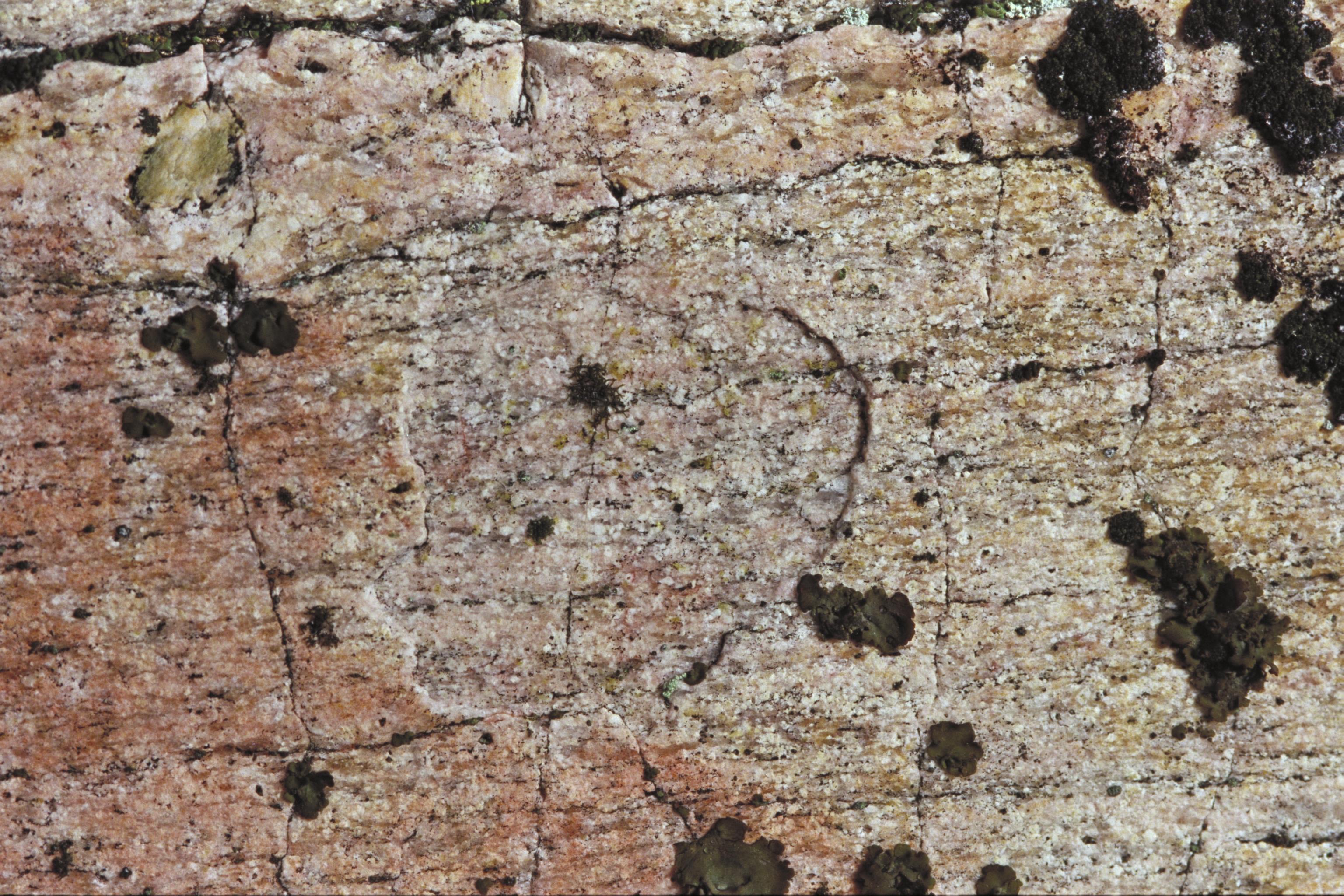 Bengt A Lundberg, Blomskog 146