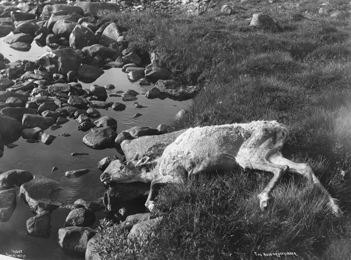 Anders Beer Wilse, Prot: Hardangervidda Viddens Saga