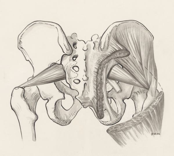 J Wetselaar-Whittaker, Muscular tissue of the pelvis