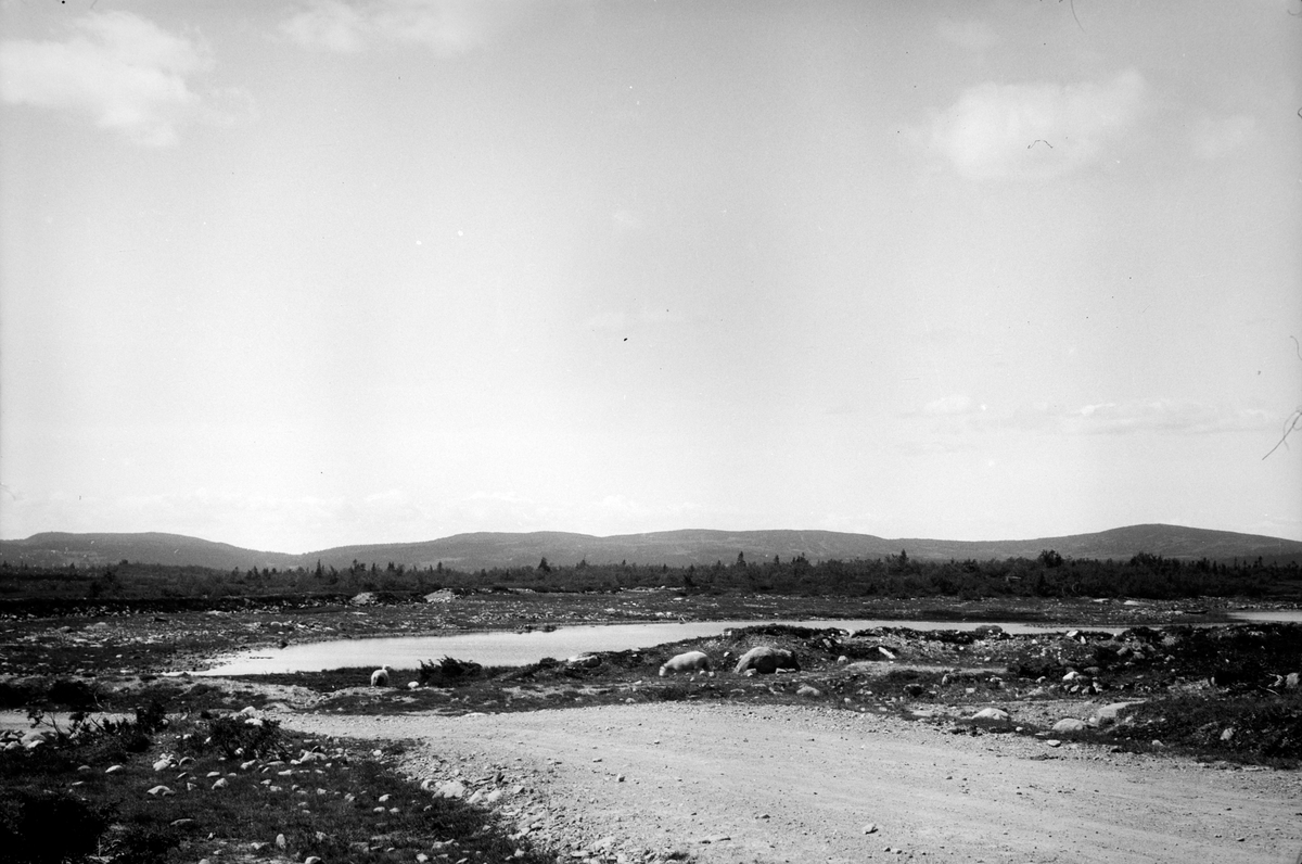 Håkon Prestkværn, Ljøsheim, Ljøsvatn. Ringsakerfjellet.