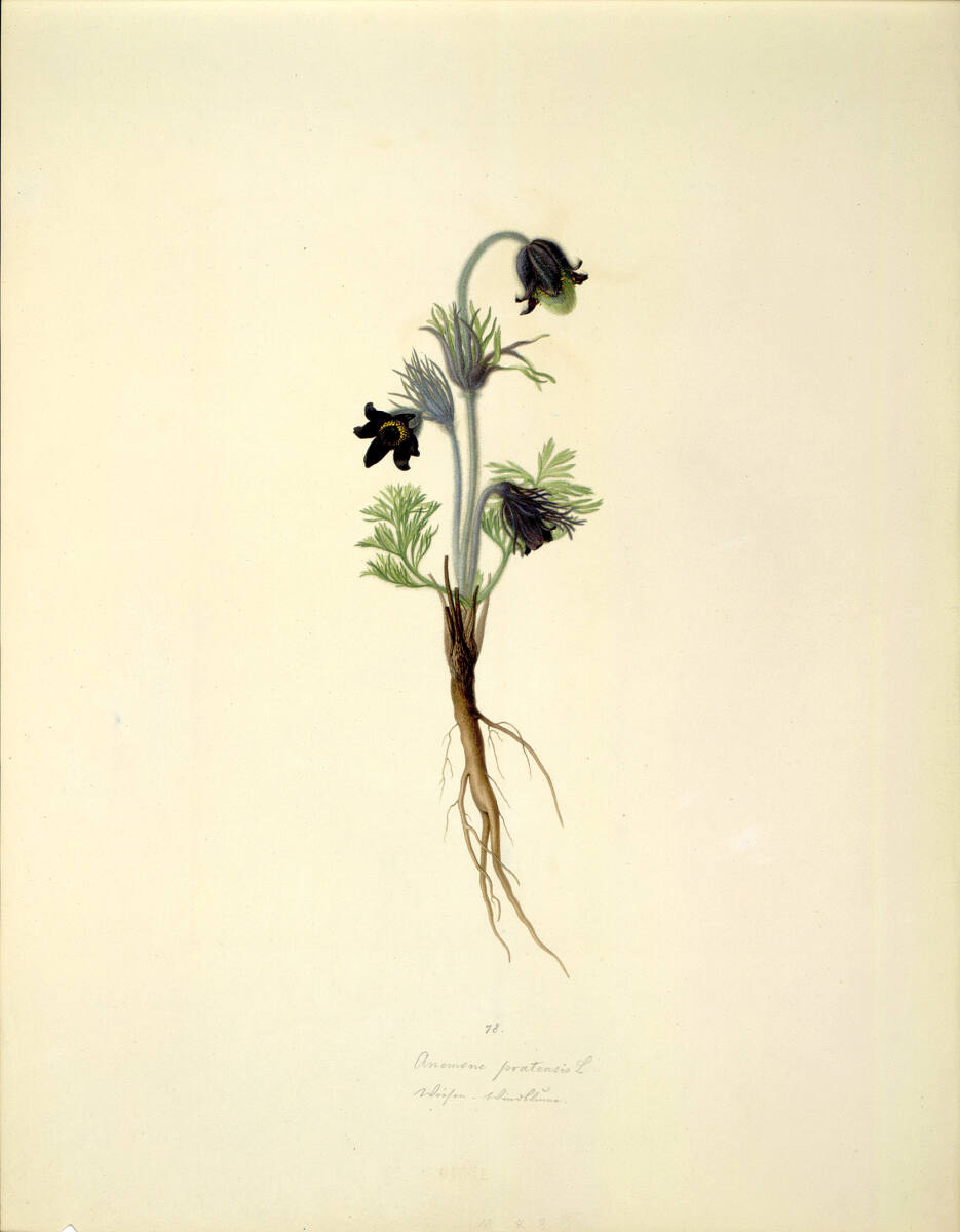 AugustRokert, Anemone pratensis L - Wiesen-Kuhschelle