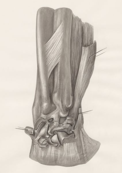 H.G Wetselaar, Musculoskeletal tissue of the upper extremities