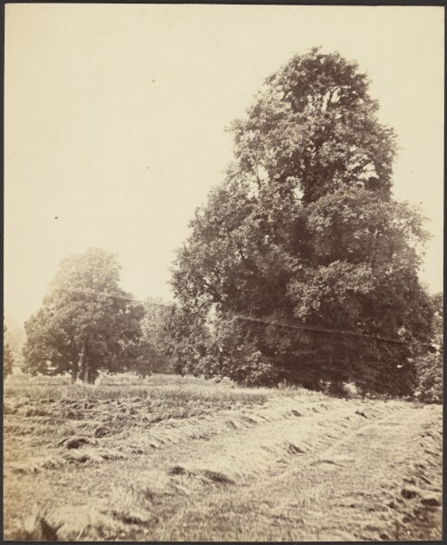 Unknown, [Field]
