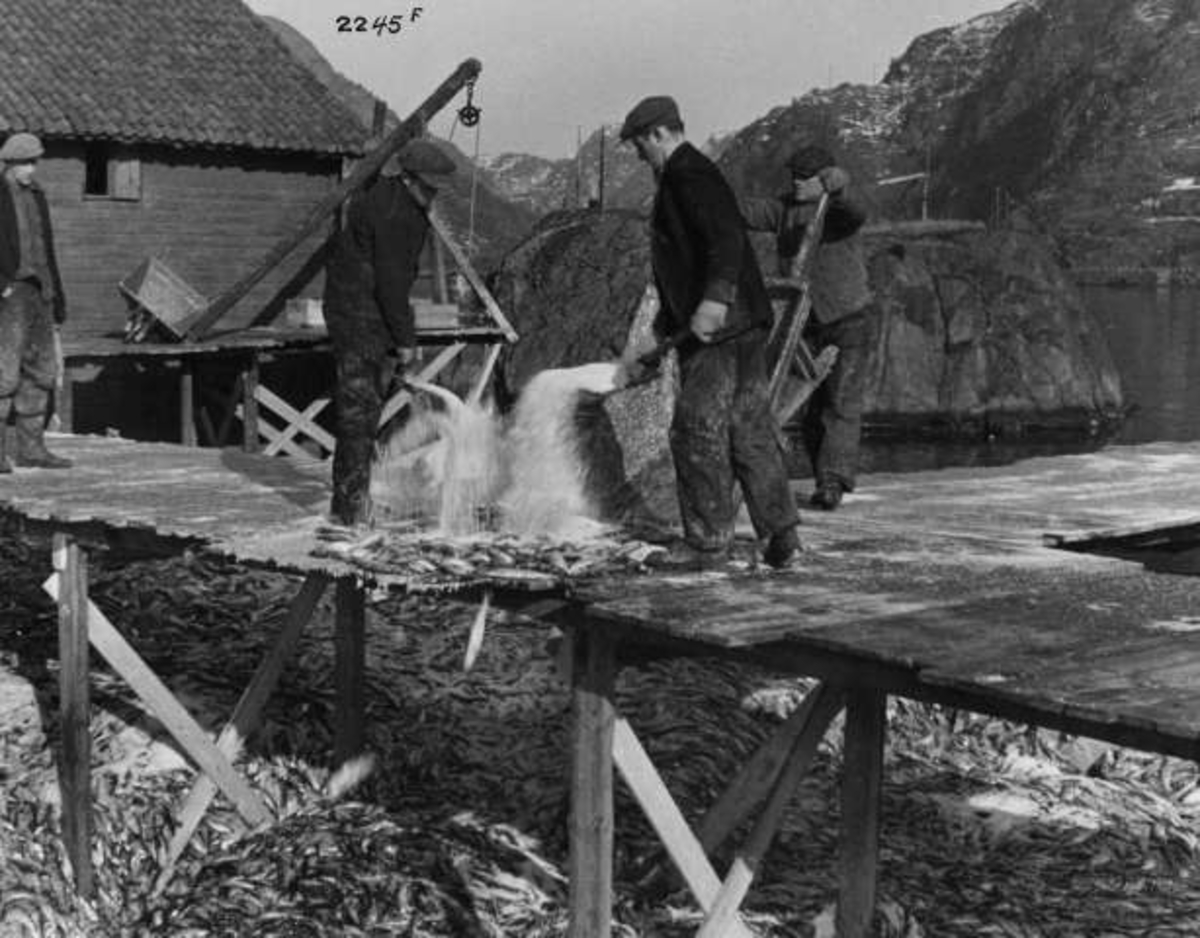 Anders Beer Wilse, -7363