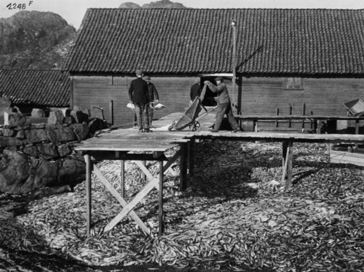 Anders Beer Wilse, -7366