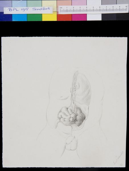 Gerard Sandifort, Abdomen, organs