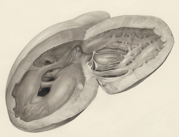 H.G Wetselaar, Heart