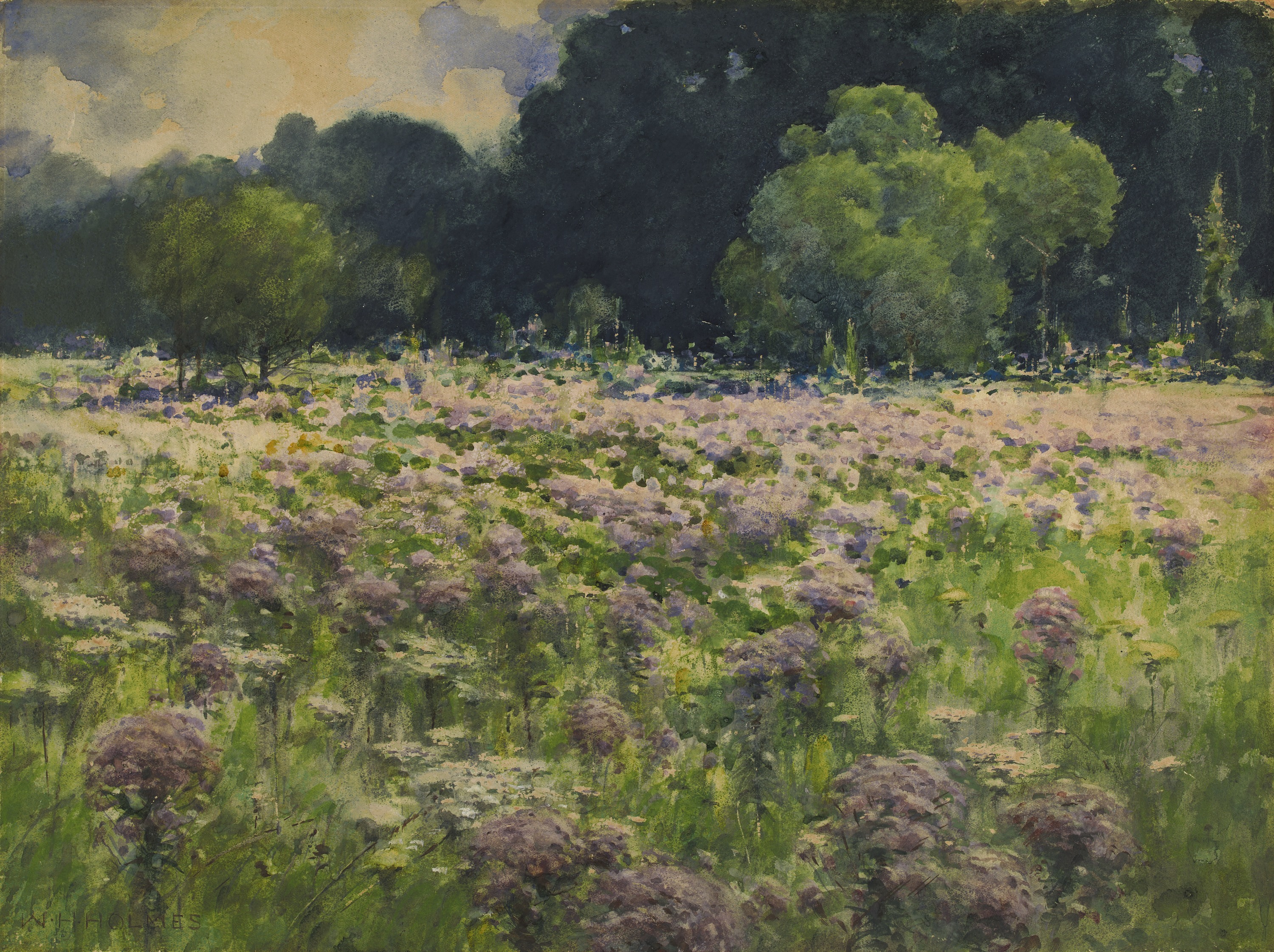 William Henry Holmes, Field of Joe Pie Weeds (Pride of the Meadow)