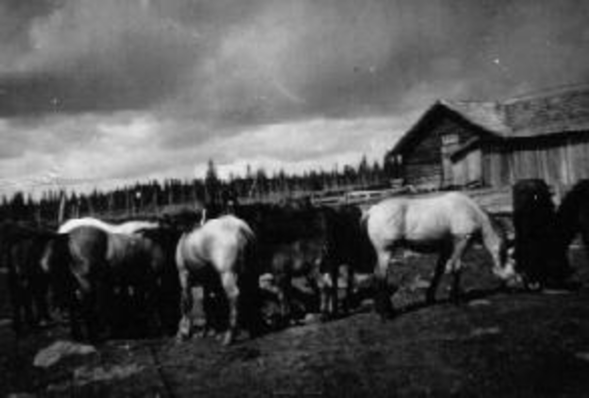 Anno Domkirkeodden, Eksteriør, Kvamsetra. Hester på rekslegutua. Grimstilen seter under Grefsheim, Nes, Hedmark. Kvamsætra på Grimstilen i Pihlske Sameie
