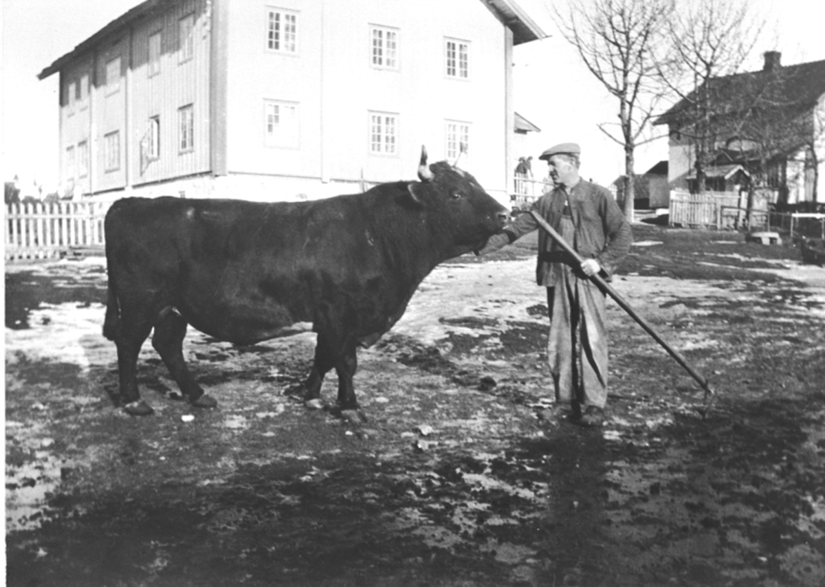 Anno Domkirkeodden, Sveiser Einar Evensen med 1. premie oksen Bjørn på Kinde nedre, Brøttum, Ringsaker.