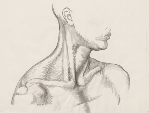 J Wetselaar-Whittaker, Neck and collarbones