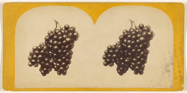 Edward and Henry T. Anthony & Co., The Fruit of the Vine.