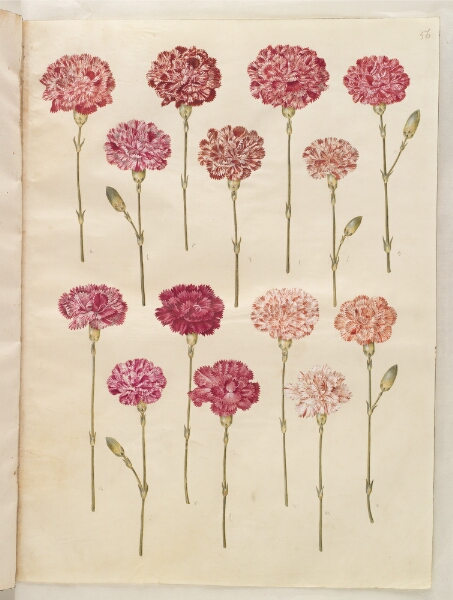 Hans Simon Holtzbecker, Dianthus caryophyllus (have-nellike)