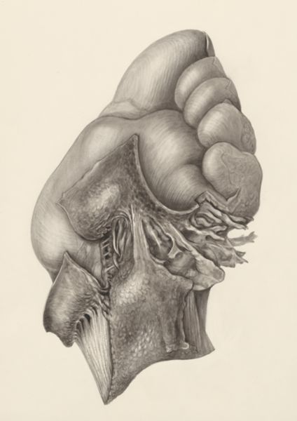 H.G Wetselaar, Muscular tissue of the foot