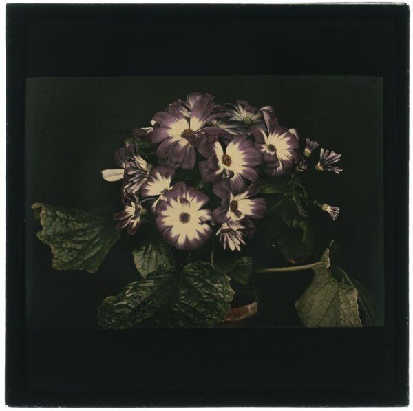 Unknown, Flower study