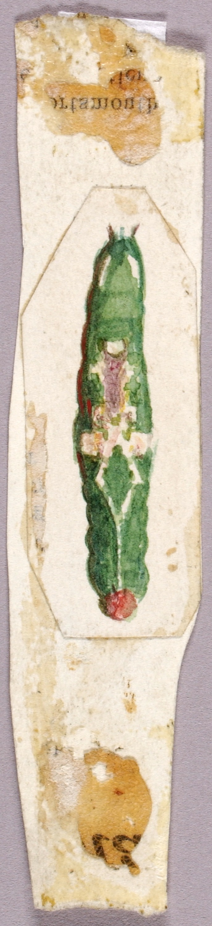 Abbott Handerson Thayer, White Birch Leaf Edge Caterpillar, study for book Concealing Coloration in the Animal Kingdom