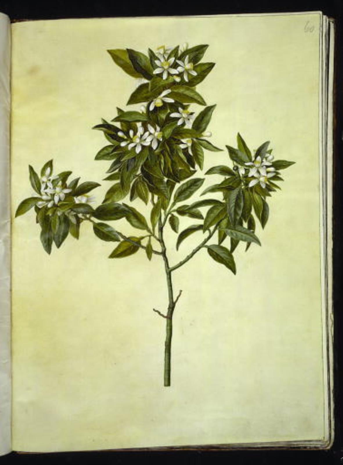 Hans Simon Holtzbecker, Citrus aurantium (pomerans)