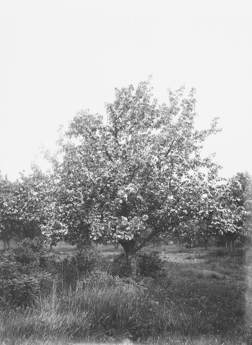 Anders Beer Wilse, Prot: Höienhall Have (Hr Jordan)